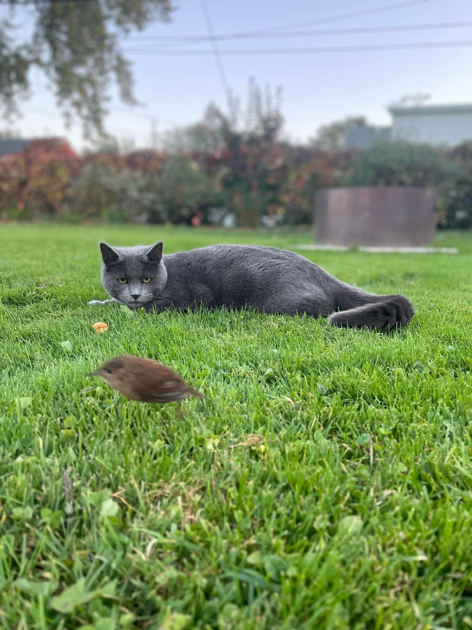 Jordan's Culinary Art